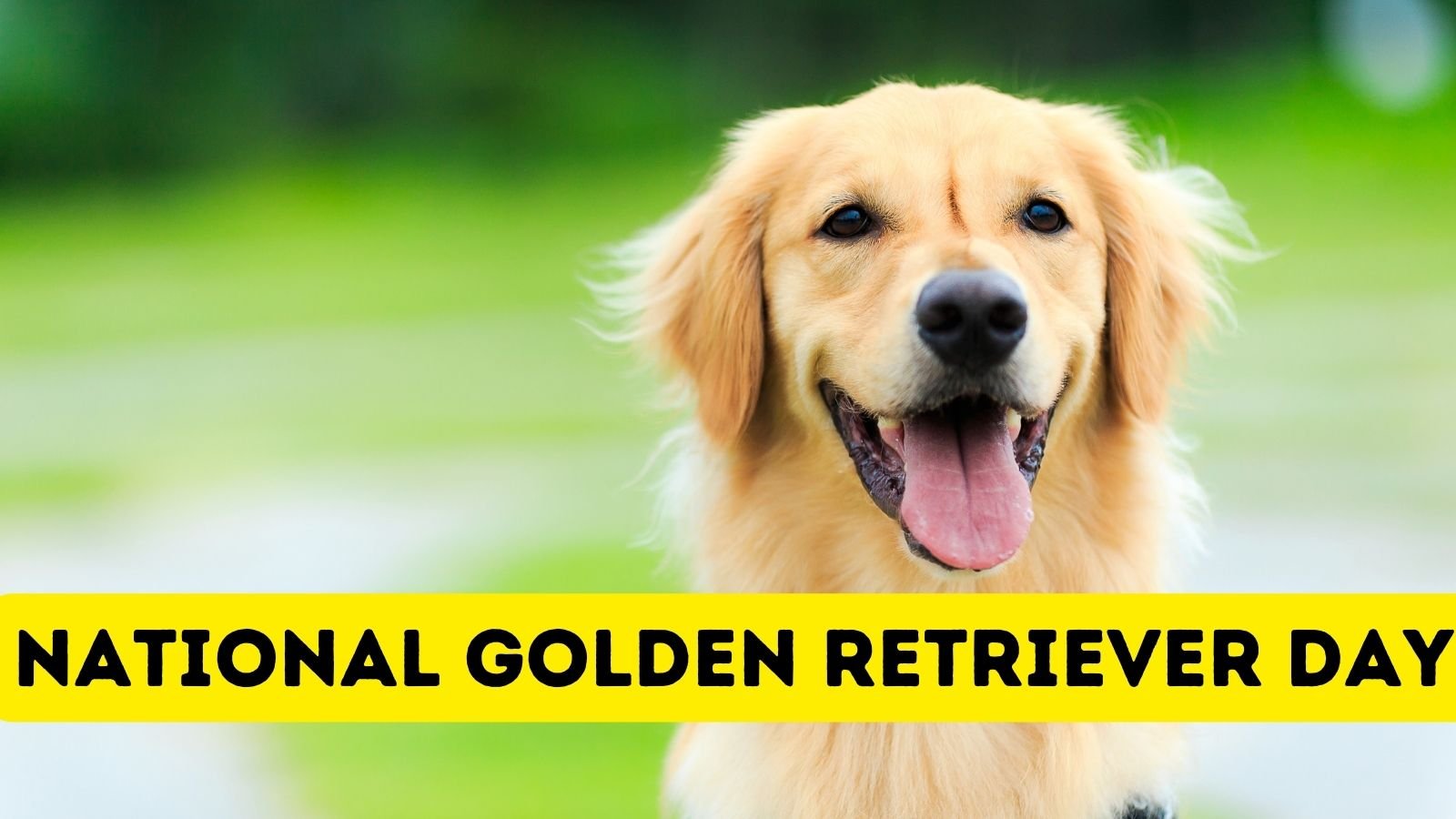 3rd February 2024 National Golden Retriever Day HD Photos